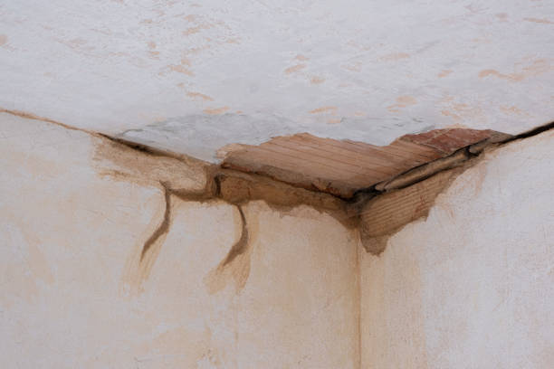 Best Mold removal after water damage  in Ojus, FL