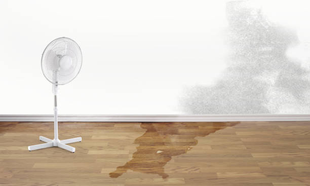 Best Water damage restoration insurance claims  in Ojus, FL