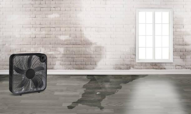 Best Flood damage cleanup  in Ojus, FL